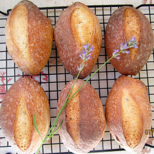 Panini alla lavanda