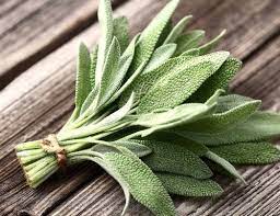 Salvia: La Saggezza Incarnata tra Erbe e Tradizioni